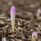 Herbstzeitlose (Colchicum autumnale)......