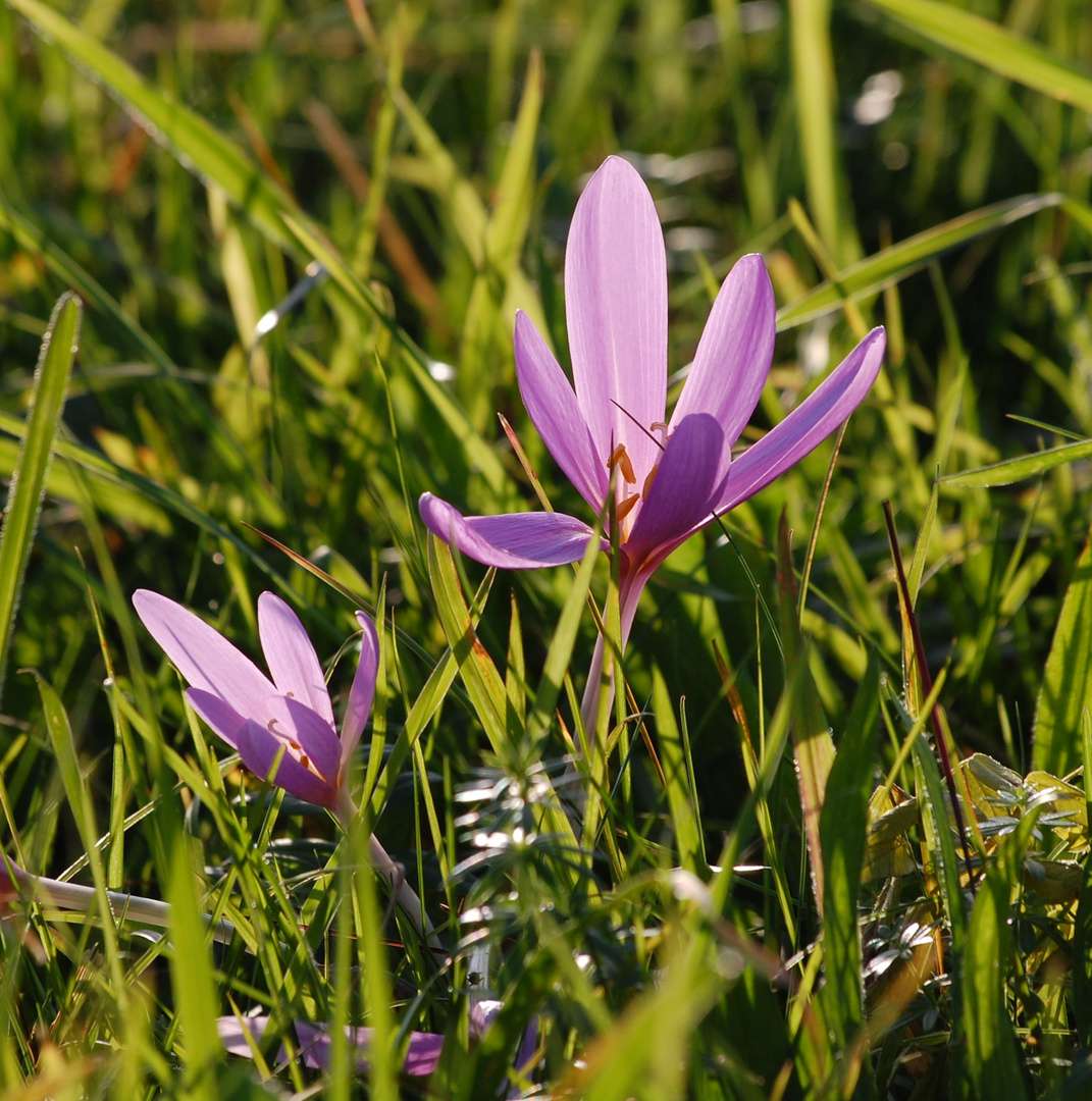 Herbstzeitlose (Colchicum autumnale) - Meißnerland - Hessen - 2012