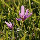 Herbstzeitlose (Colchicum autumnale) - Meißnerland - Hessen - 2012