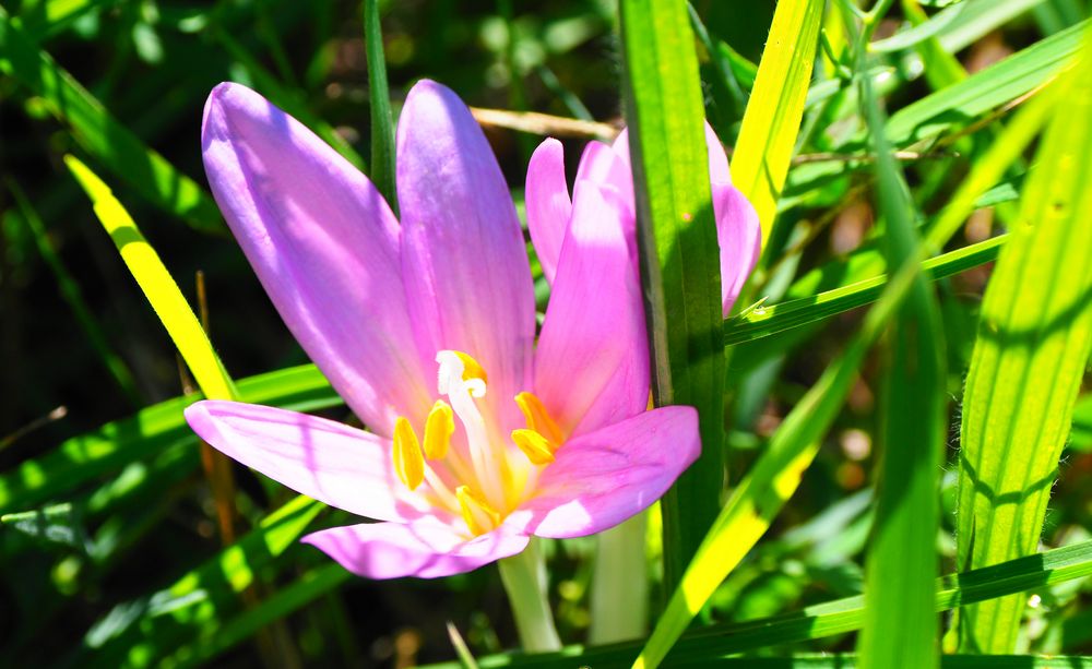 herbstzeitlose Foto & Bild pflanzen, pilze & flechten, blüten