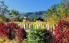 Herbstzeitlose, dezent mit Blomen