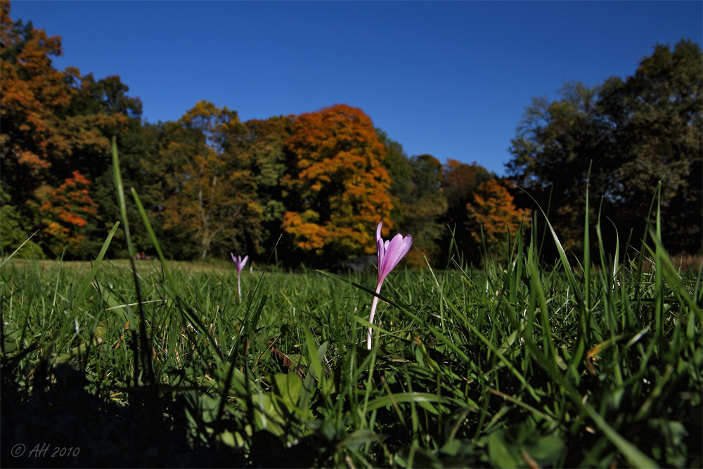 Herbstzeitlose