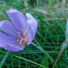 Herbstzeitlose im Morgentau