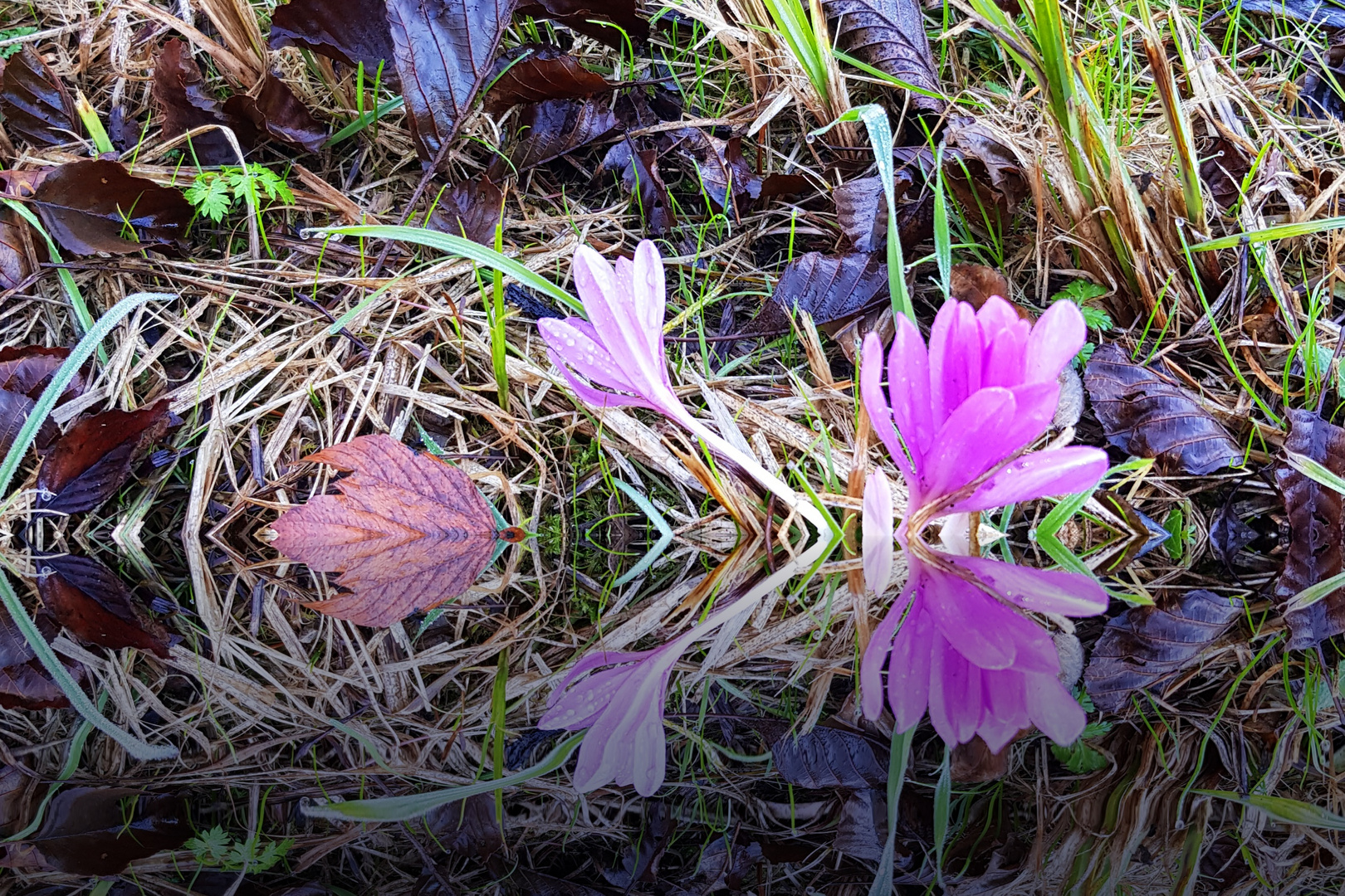 Herbstzeitlose im Spiegel