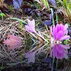 Herbstzeitlose im Spiegel