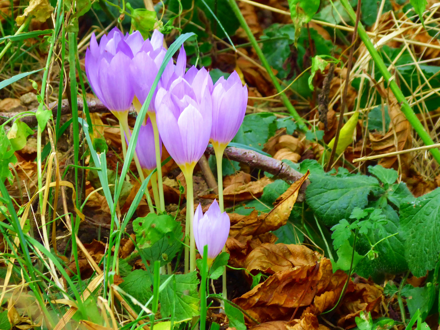 Herbstzeitlose im Wald