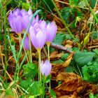 Herbstzeitlose im Wald