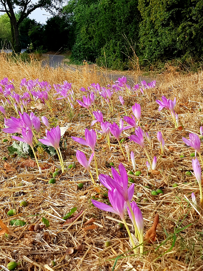 Herbstzeitlose oder mutierte Krokusse 