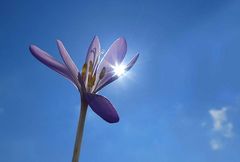 Herbstzeitlose zum Blue Monday