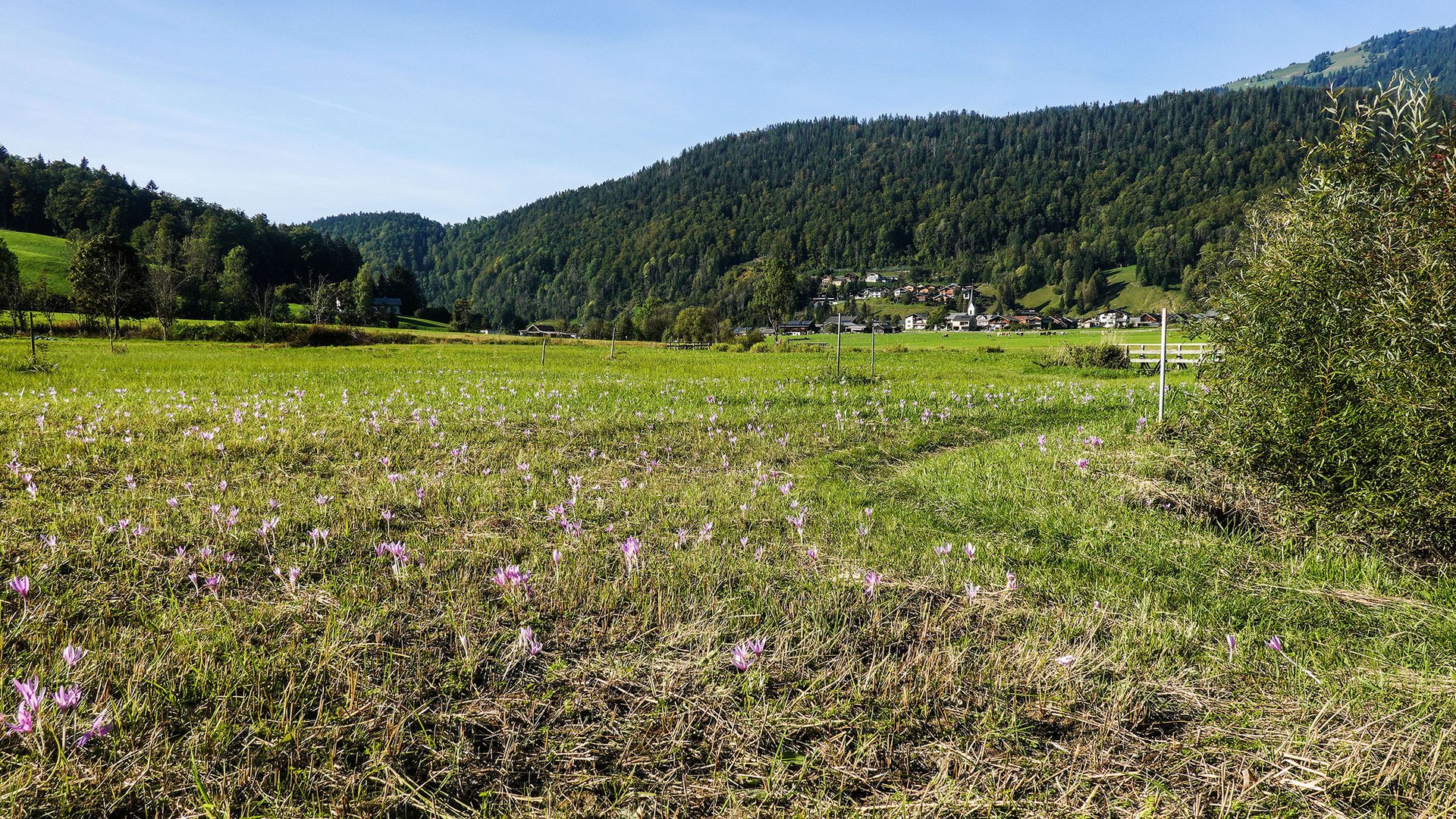 Herbstzeitlos(en) Bizau