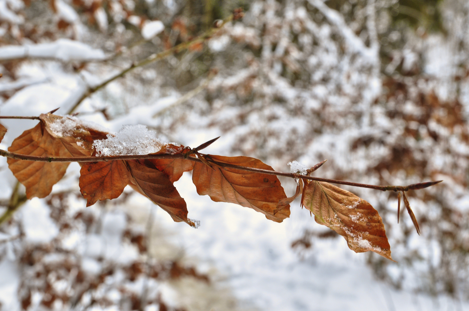 Herbstzeitlosigkeit