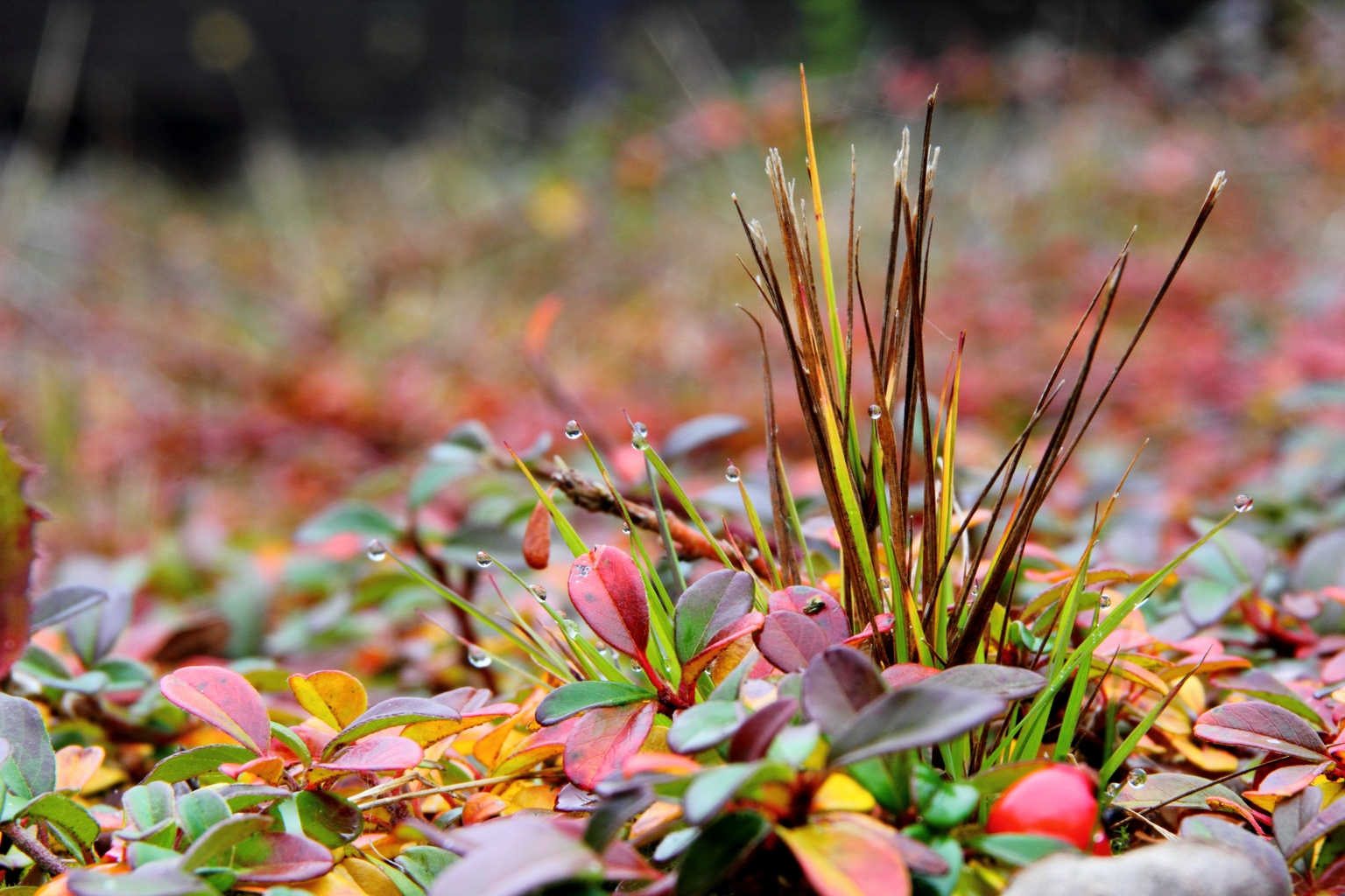 Herbstzeitmix