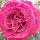 Herbstzeitrose Andaluz