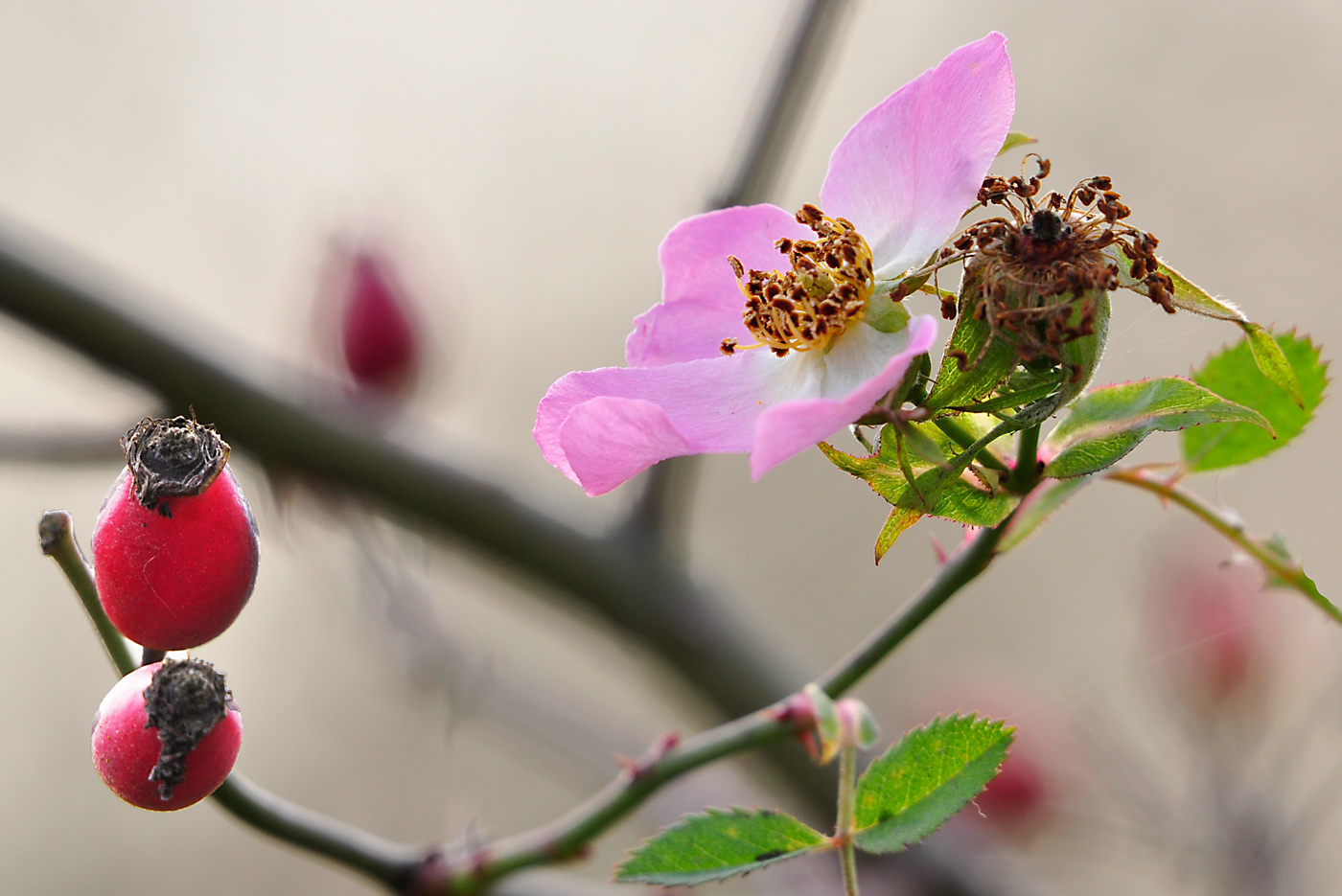 Herbst(zeit)rose