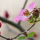 Herbst(zeit)rose