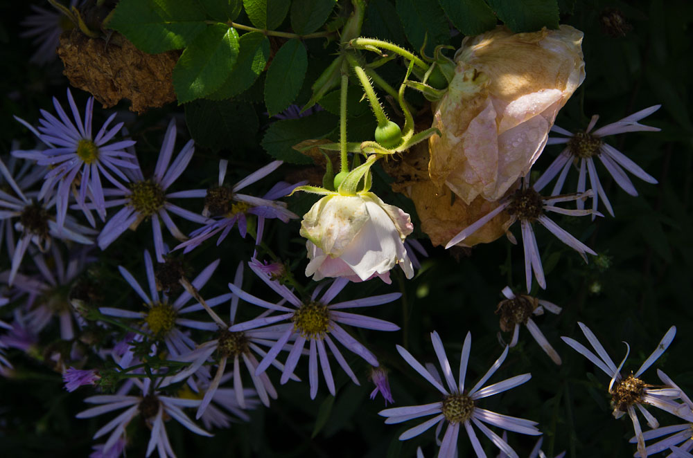 Herbstzeit"R"ose