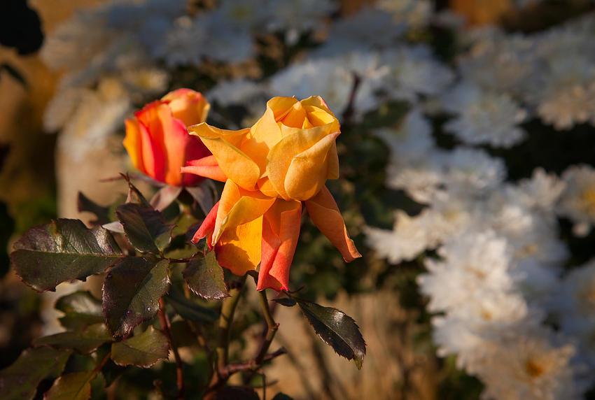 Herbstzeitrosen