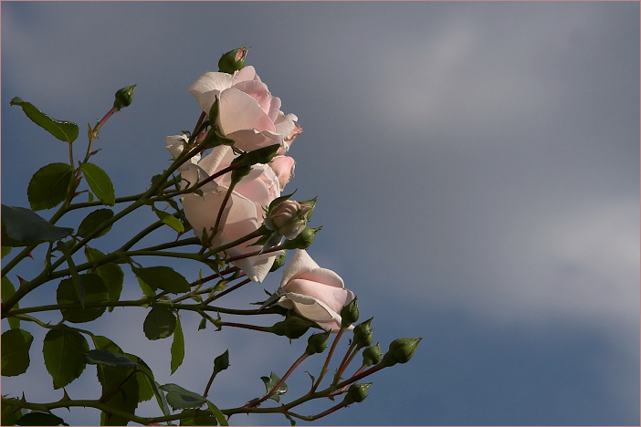 Herbstzeitrosen