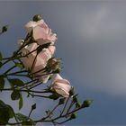 Herbstzeitrosen