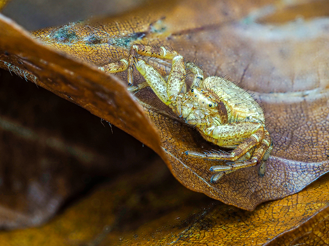 Herbstzeit_Spinne auf dem Blatt