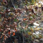 Herbstzeit...Spinnenzeit