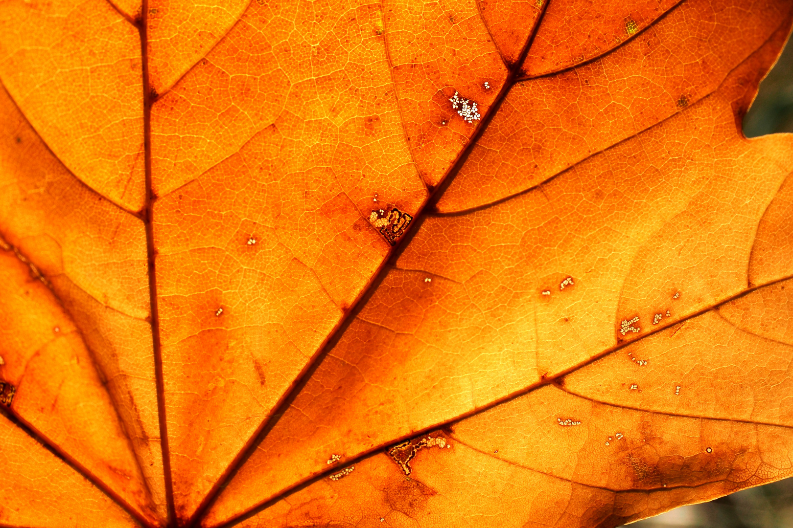 Herbst:zersetzung