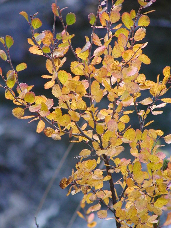 Herbstzweig