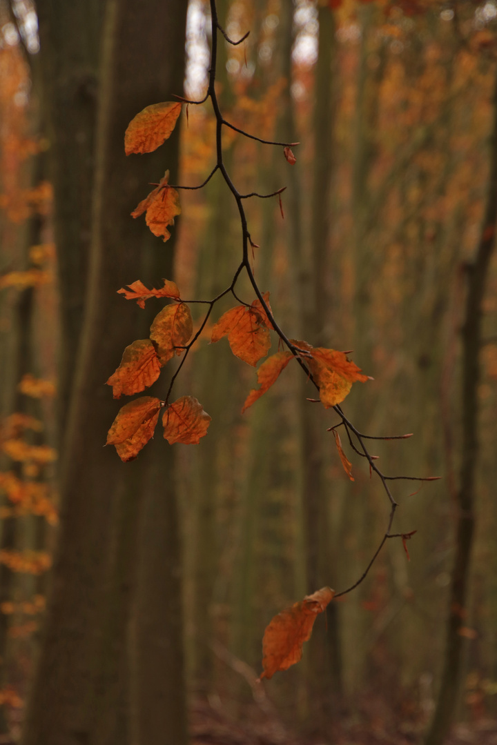 HerbstZweig