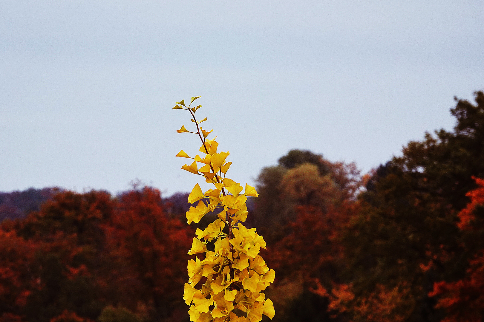 Herbstzweig vor herbstlichem Hintergrund