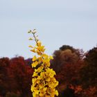 Herbstzweig vor herbstlichem Hintergrund