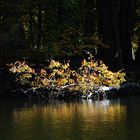 Herbstzweige in der Sonne