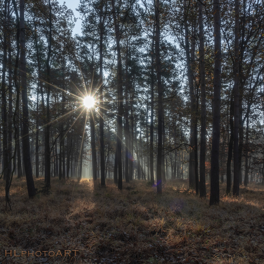 Herbswald im November