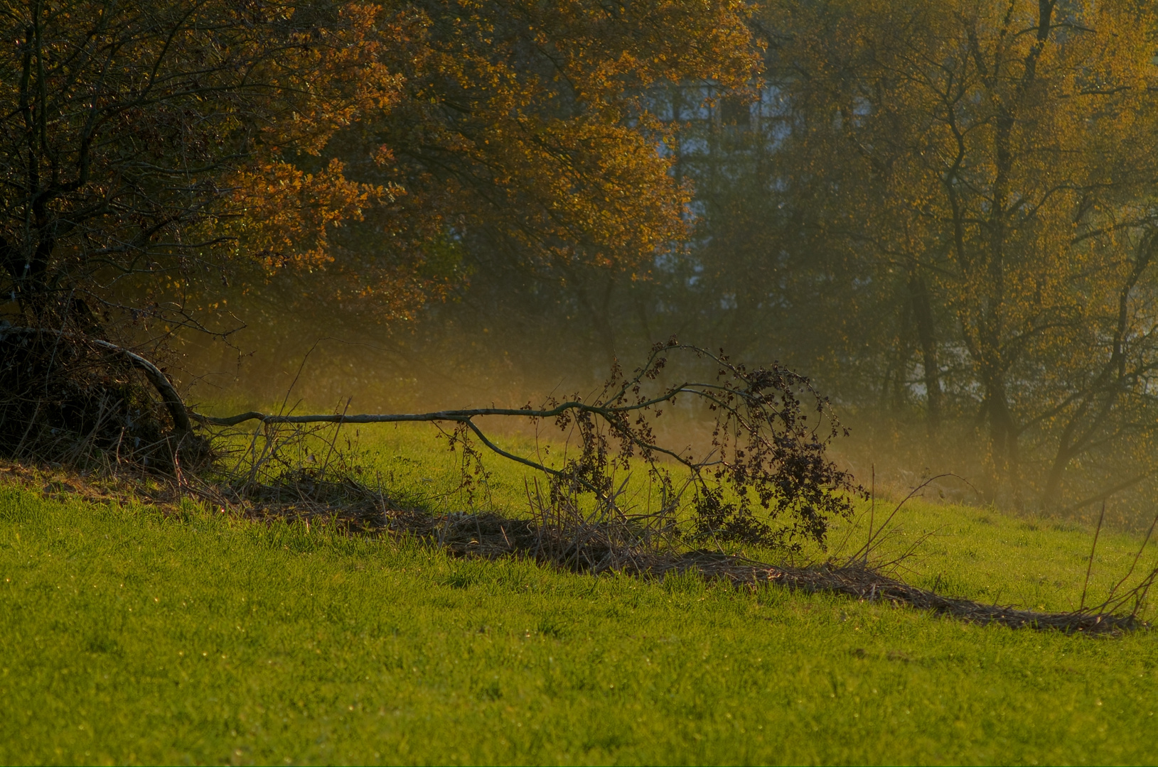 Herbtsabend am Wiesenrand