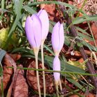 Herbtskrokusse am Wegesrand