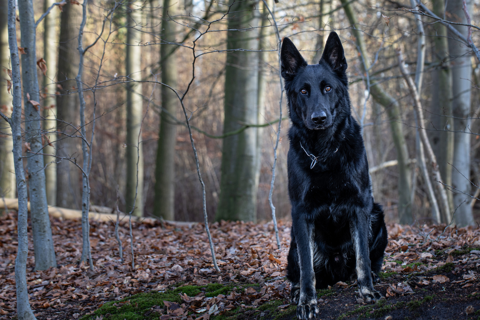 Herby der Schäferhund