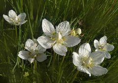 Herbzblatt