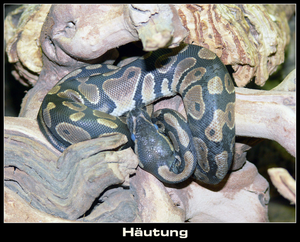 Hercules male python regius