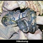 Hercules male python regius