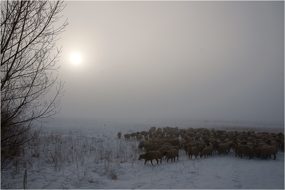 Herd at Winter
