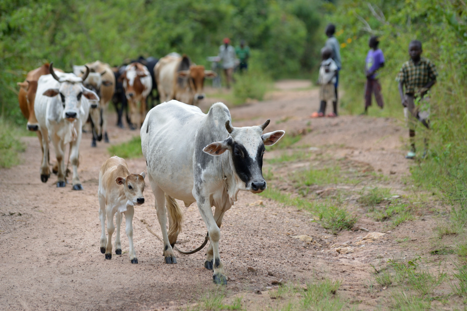 herd of cattle