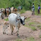 herd of cattle