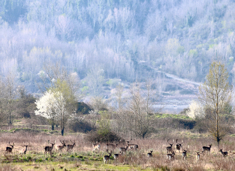 herd of fallow deer grazing