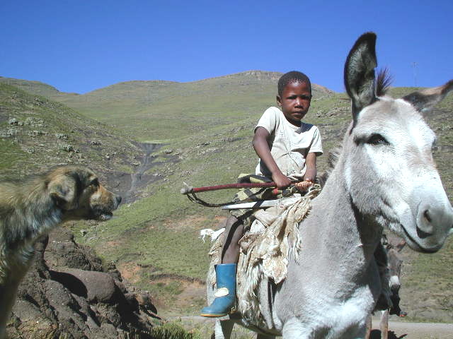 Herdboy in Lesotho