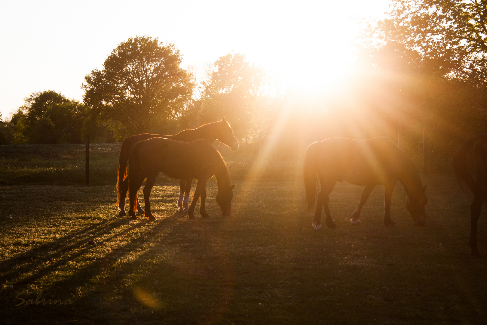 Herde im Sonnenuntergang 