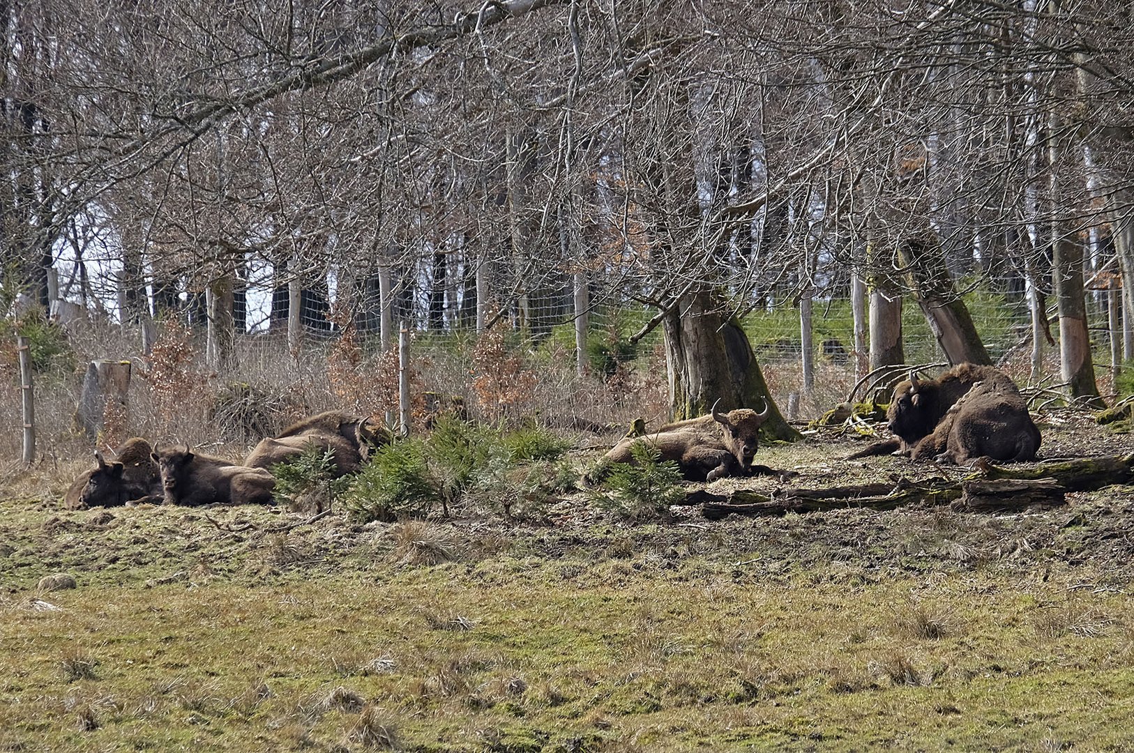 Herde in der Wisent-Wildnis am Rothaarsteig