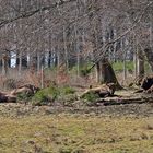 Herde in der Wisent-Wildnis am Rothaarsteig