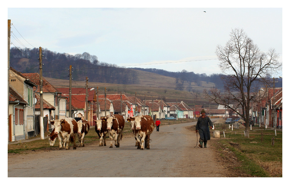 Herde in Roseln