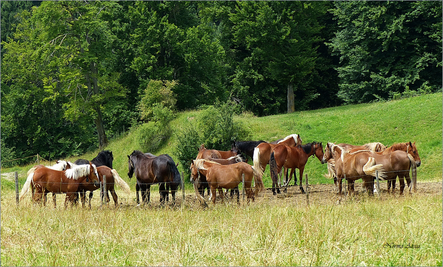 Herde - Pferde  beim Auerberg   