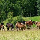 Herde - Pferde  beim Auerberg   