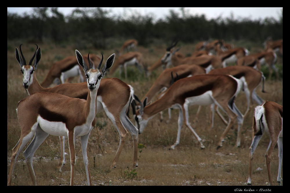 Herde Springbok